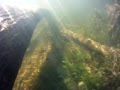 Herring fish fry and young perch hide among trees deerfield river