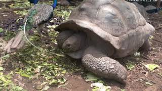 Zanzibar trip with family - Prison island plus giant tortoises - 4K HDR