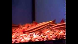 Самые необычные рыбки Самые необычные рыбки