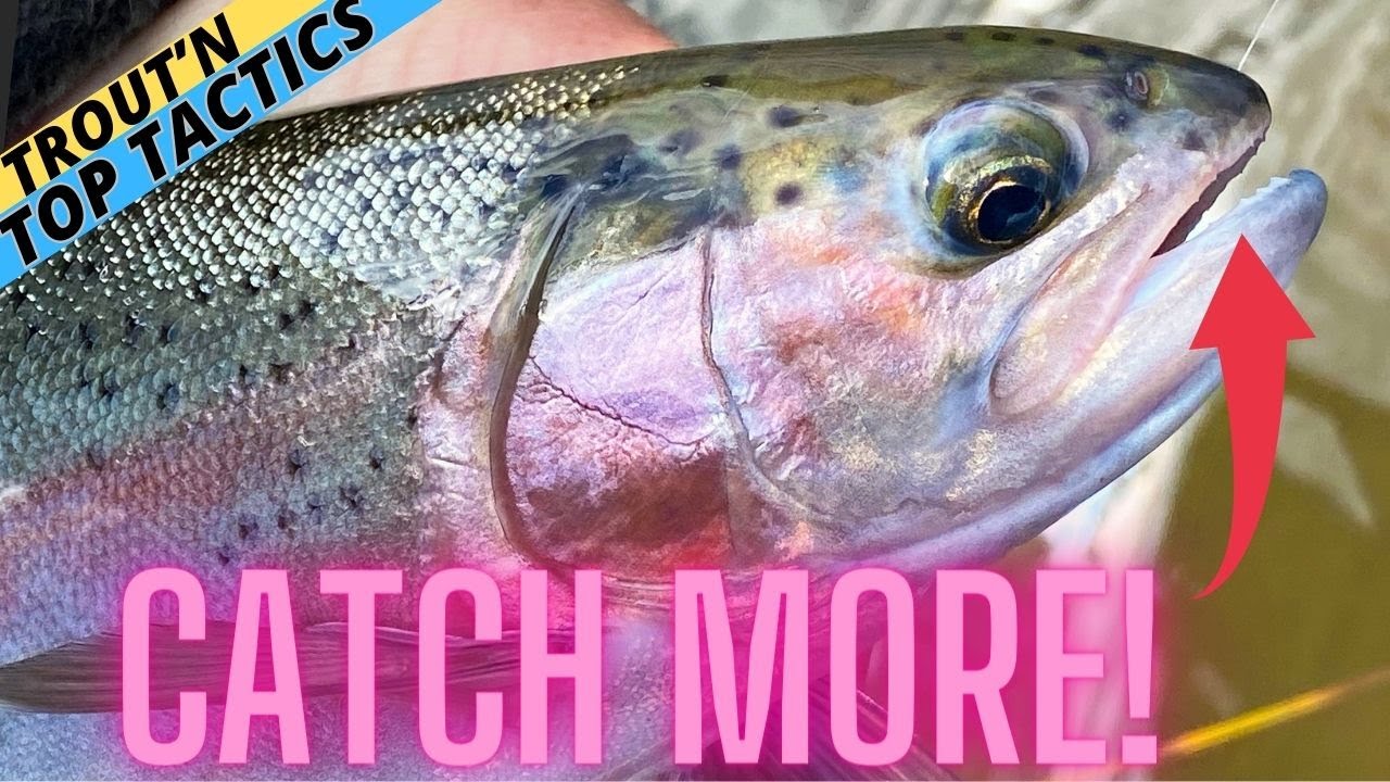 Uncover Insider Tips To Master The Art Of Trout Top Lining 