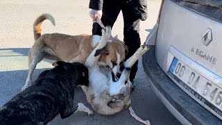 Stray dogs fight for food