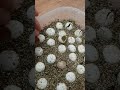 Baby Snapping Turtles Hatching Baby Snapping Turtles Hatching