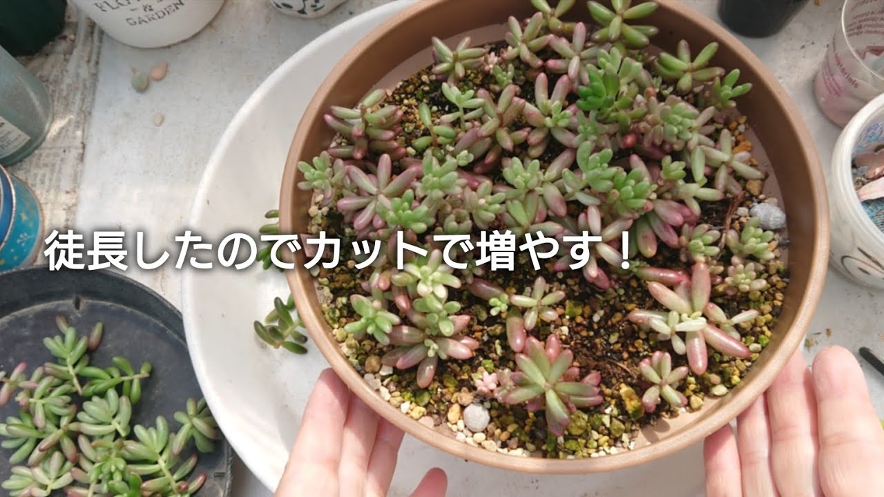396][多肉植物]少し棚の奥に入れてたらもう徒長💧ﾊﾔｯ！カットして