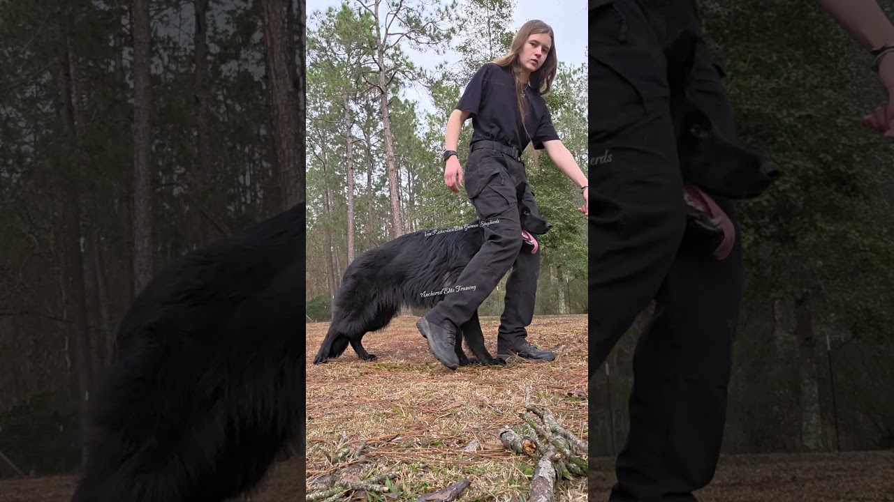 Working on walking backwards and sideways with Legacy!