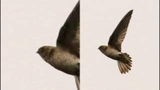 Sp anakan burung walet (ful durasi)