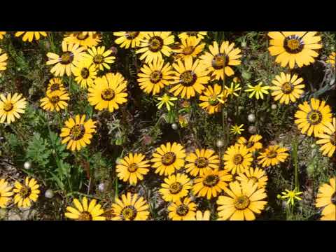 Video: Gaillardia (53 Foto's): Plant Blomme In Die Oop Veld En Sorg, Gaillardia Is Pragtig En Spinagtig, Baster En Grootblom, Groei Uit Sade