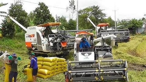 máy cắt lúa 105 độ bánh 9 không cần người hứng cắt lúa 34 giá lúa 7200₫K tập #28maibangtv