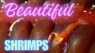 【Underwater World PALAU】 Beautiful Shrimps in the PALAUパラオで見られる美しいエビ