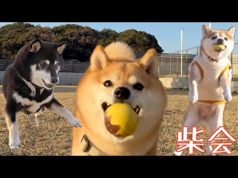Shiba inu Asa & Non sisters - YouTube