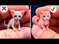 Hilarious Cat Reactions to Viral TikTok Trends Unleashed | By Meow-some! Live