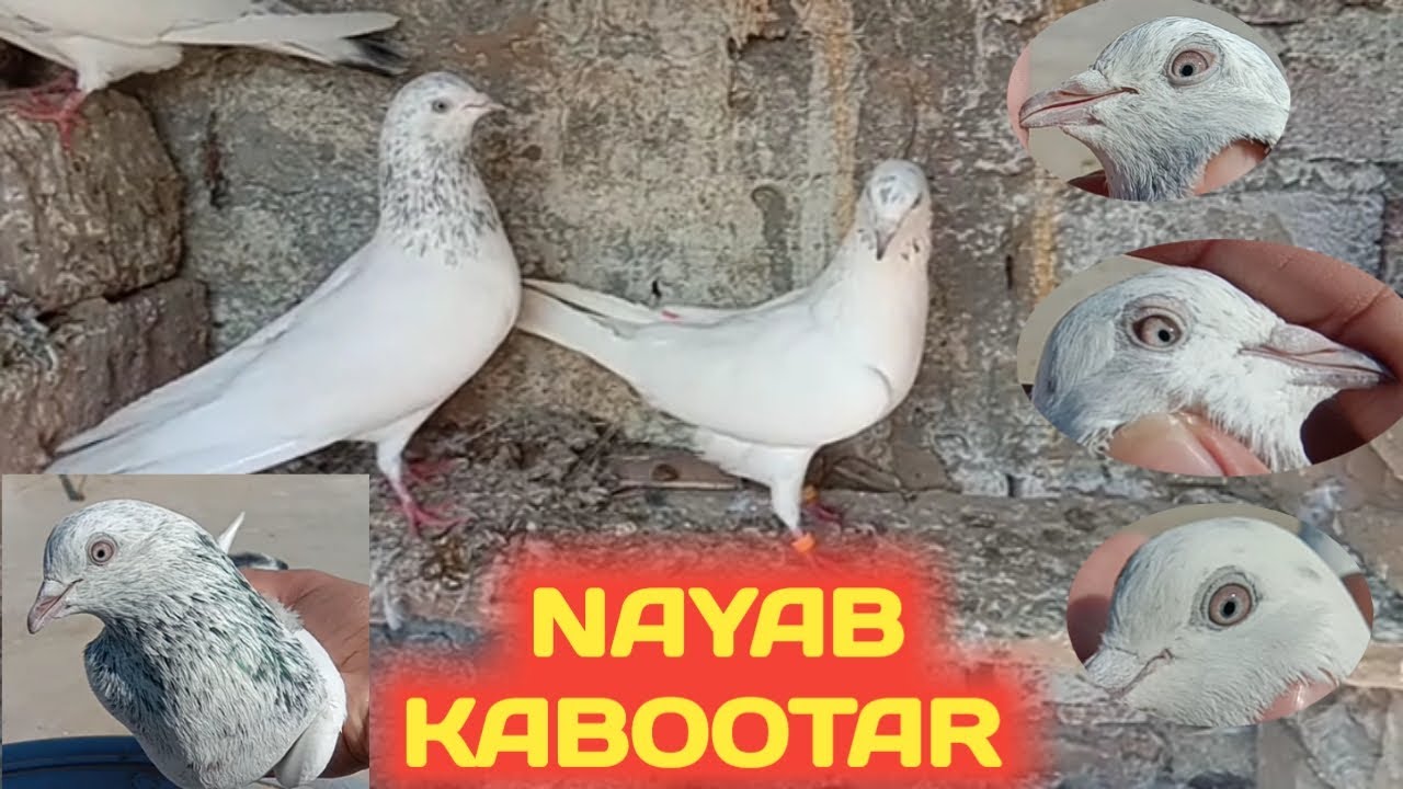 Purani nasal aur nayab kabootaron ka Shok karain