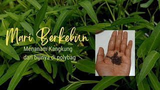 Menanam Kangkung dari Bijinya - Mari Berkebun