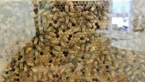 Our Observation Hive!