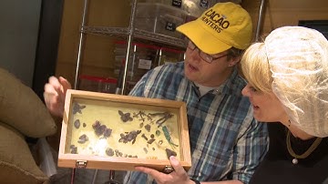 Taste This: Surprise! Interesting Finds Sorting Through Cacao Beans at Dandelion