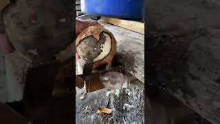 “Wait for that perfect crack…”#coconut #satisfying #asmr