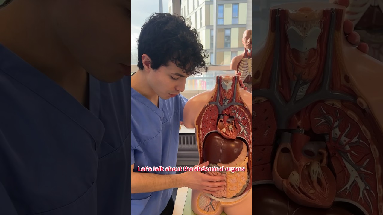 THIS IS IN YOUR ABDOMEN 😱 #anatomy #medicine