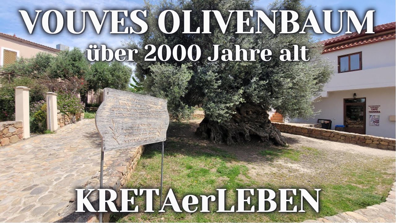 thuja smaragd 120 Lebensbaum Thuja occidentalis Smaragd 120-140 cm Höhe Ballenware main image 0