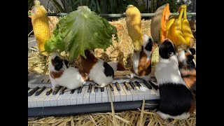 Musical GUINEA PIGS