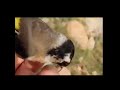 اصطياد أنثي الحسون 🐦في الجزائر🇩🇿 فيڤي ماشاء الله