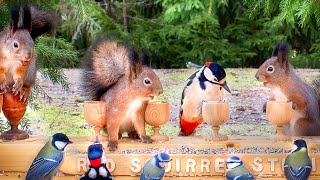 Best for Cats😺 10 hours of Cute Birds & Red Squirrels & The Nut Bar Adventures