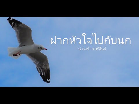 คอร์ดเพลง ฝากใจไปกับนก