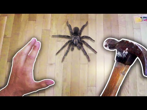 killing-a-spider