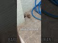 Wanita di Thailand Adopsi Hamster 🐹 Terlantar di Toilet Tokonya #shorts