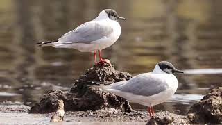 Bonaparte Gulls Relaxing