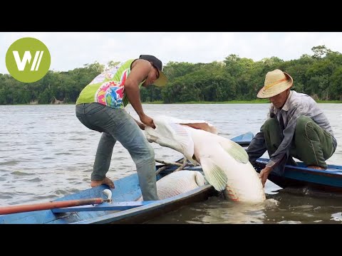 Video: Was Ist Der Größte Süßwasserfisch?