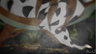 Animash - Courage