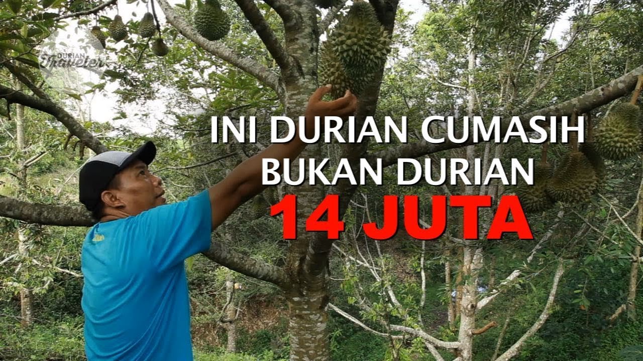 Unduh 8200 Gambar Durian 14 Juta Paling Baru HD