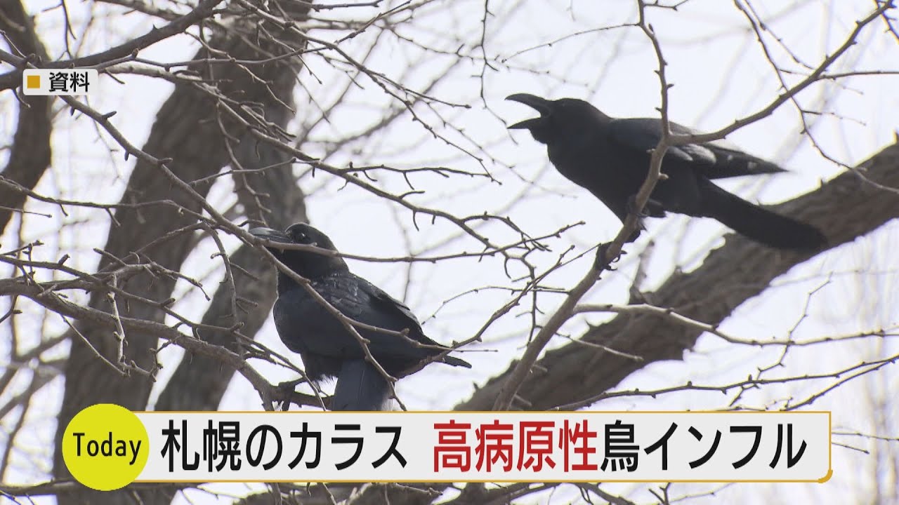 札幌でさらにカラス１羽 高病原性鳥インフルエンザ感染を確認 過去最多 Youtube