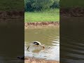water buffalo in sri lanka