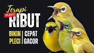 Terapi Pleci Ribut Ampuh Bikin Pleci Cepat Gacor