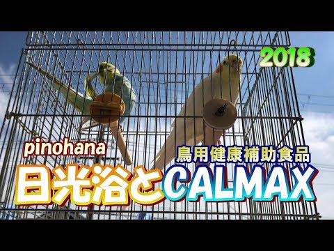 オカメインコ(はな)とセキセインコ(ぴの)の日光浴とCALMAX×10（カルマックス）ビタミン剤　防寒カバー