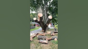 cutting trees #tree #cutting #cuttingskills #savetheworld #sad #sadstatus #short  #sadsong#shorts