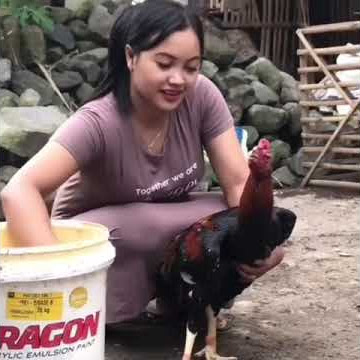 Ayam jago dimandiin habis itu jadi ayam penyet🤣 ~Humor