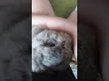#yutubeshorts #cute #cuterabbit #rabbit #kpop #yena #catchcatch #mycuterabbit #subscribe