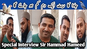 How To Future Java Sparrow l Special Interview Sir Hammad Hameed  l V No 191 Sur Birds Channel