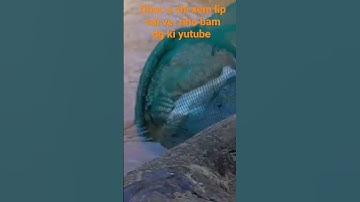 mồi tép cau cá ngát siêu nhạy.. cau cá ngát que e