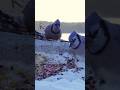 Icy Lakeview with the Blue Jays #cattv #birds #nature