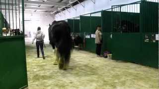 (9) Лошади в конюшне на ЭКВИРОС 2012 (720р HD!)