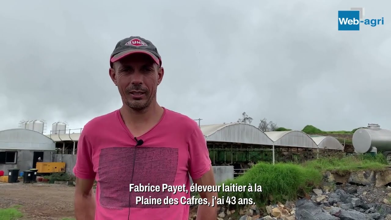 70 vaches laitières sur 18 hectares à La Réunion