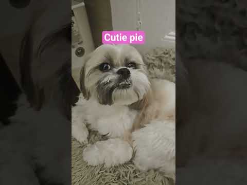 Cute shih tzu
