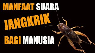 Download Lagu UNIKNYA Suara JANGKRING Ternyata Sangat Bermanfaat Bagi MANUSIA MP3 Download Lagu UNIKNYA Suara JANGKRING Ternyata Sangat Bermanfaat Bagi MANUSIA MP3