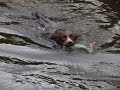 Gundog Training - Introduction to river Gundog Training - Introduction to river