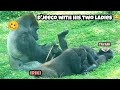 Tayari and Iriki enjoy being close to their husband D'jeeco 😄塔莉和艾媽喜歡陪在老公迪亞哥身邊