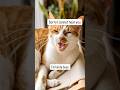 Kinda busy 🥱 #music #song #cat #kedi