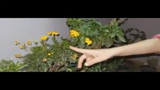 طريقة زراعة النعناع من حزمة نعناع من الخضري و كوب ماء فقط في اقل من 12 يوم how to grow mint at home