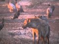 Hyenas vs Vultures in Kruger NP